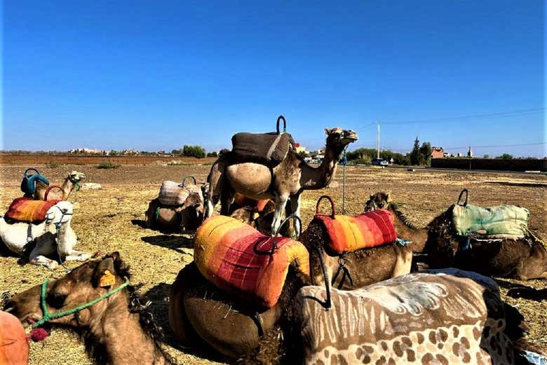 Camellos en los Tres Valles