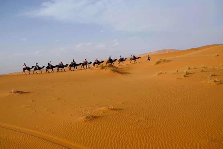 Passeggiata in cammello nel deserto