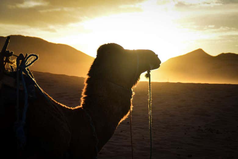 Enjoying the sunset