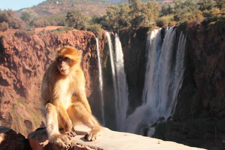 Monos en el entorno de las Cascadas de Ouzoud