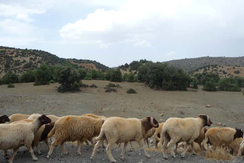Faites connaissance avec la faune locale de la région