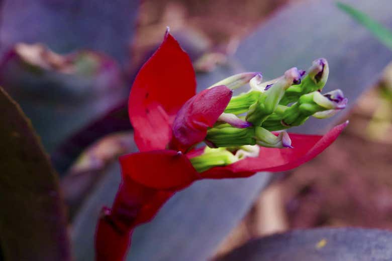 Anima Garden