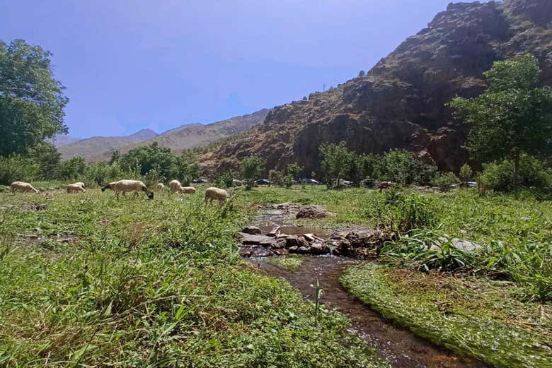 Aguersioual