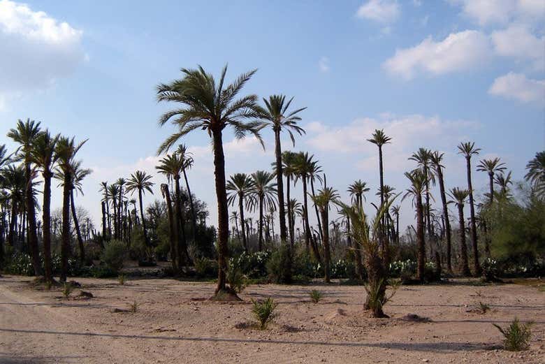 Palmeraie de Marrakech