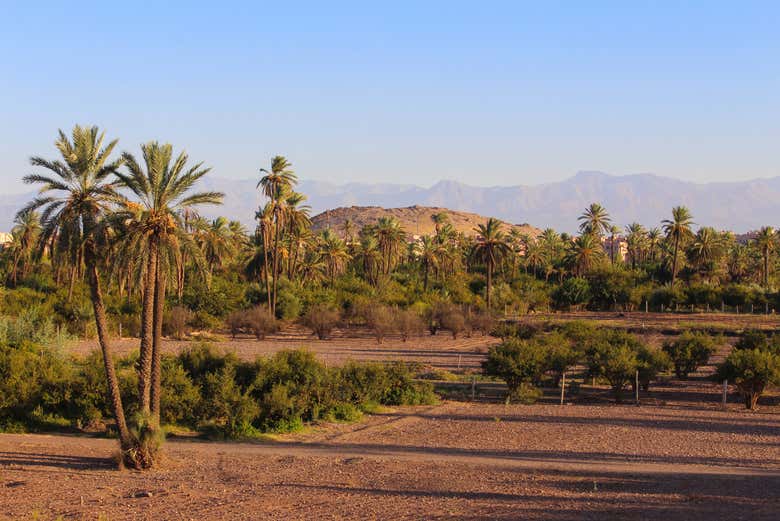 Panoramica del palmeto di Marrakech