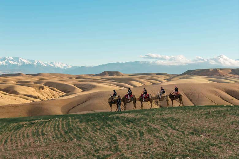 Paseo en camello por Agafay