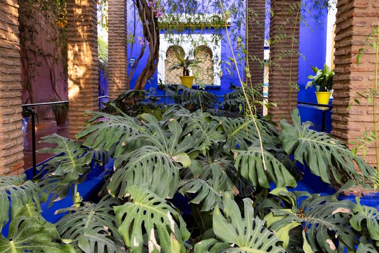 Plantas en el Jardín Majorelle 