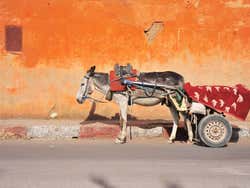 Donkey waiting for its owner