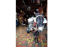 Donkey in the Souk