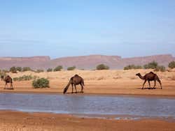 Oued Kerrous