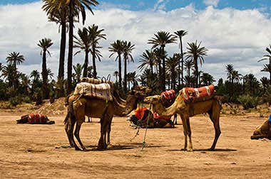 Camel Riding in Marrakech