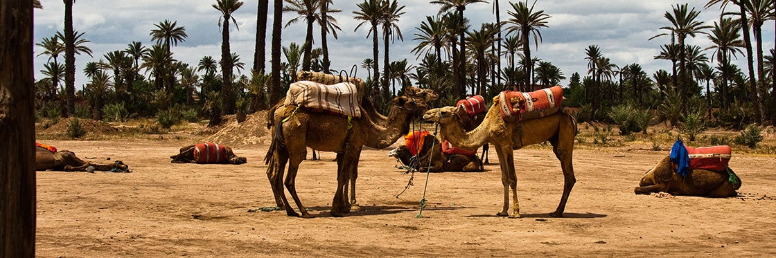 Andar de camelo em Marrakech