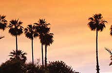 Palmeto di Marrakech