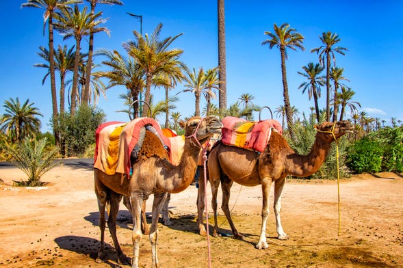 Palm Grove Quad Biking and Camel Riding Tour