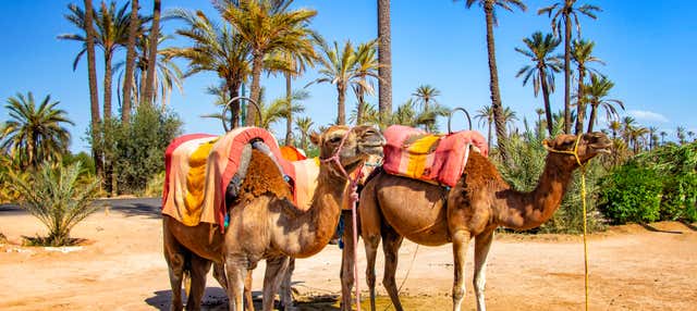 Palm Grove Quad Biking and Camel Riding Tour