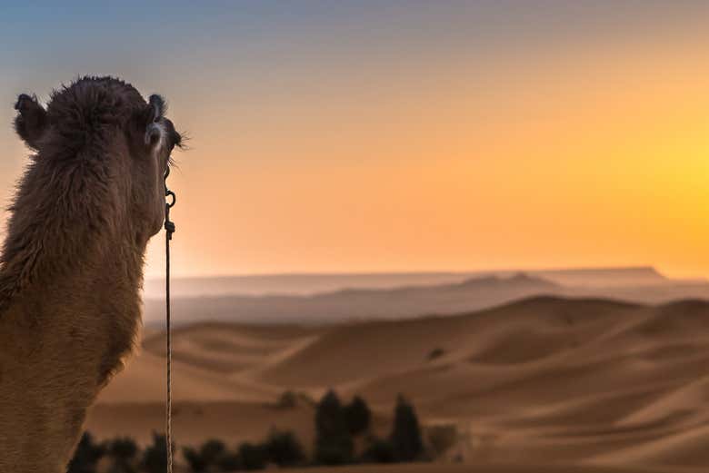 Un chameau regardant le coucher de soleil