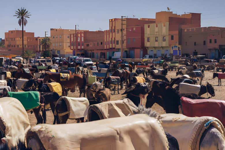 Une place remplie d'ânes à Risani