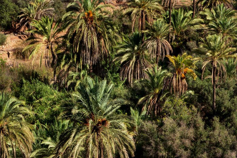 Vous verrez des palmeraies