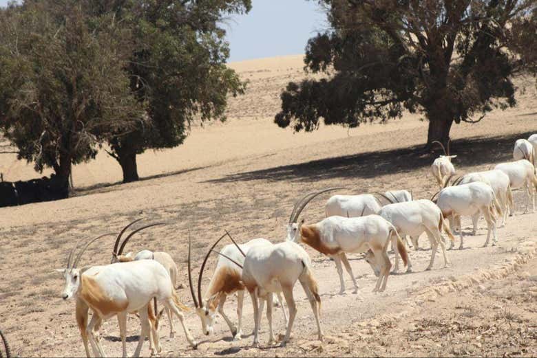 Un troupeau d'oryx arabes