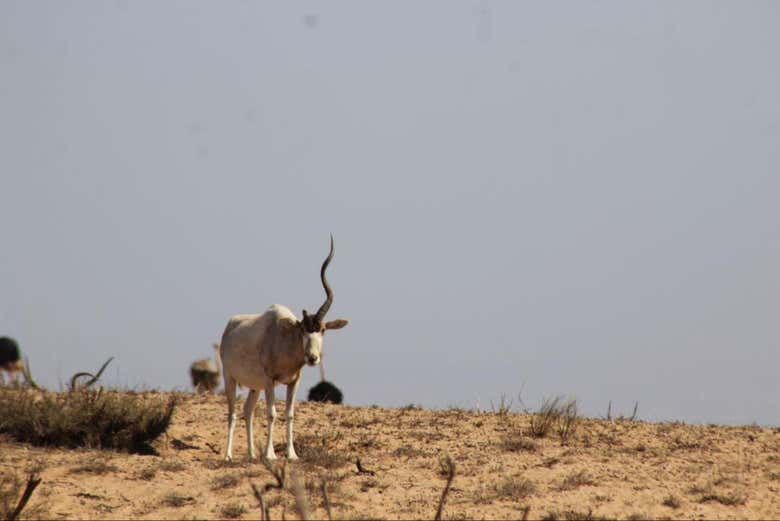 Un addax à une seule corne
