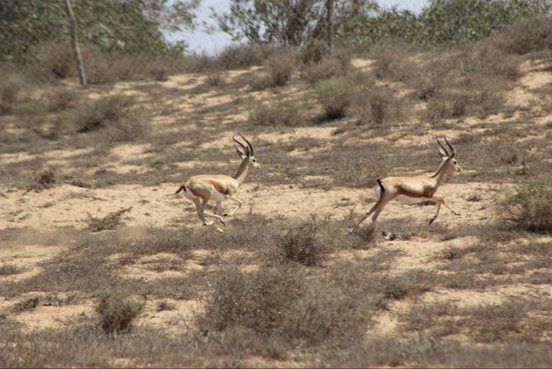 Gazelles courant dans le parc national de Souss-Massa