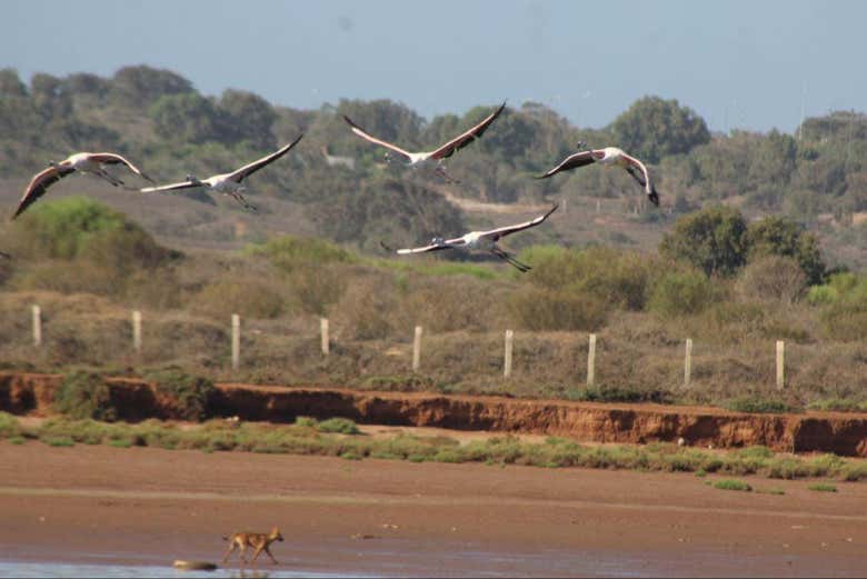 Oiseaux en vol