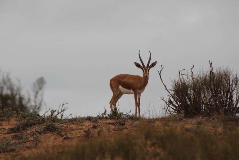 Photographiez la faune en liberté