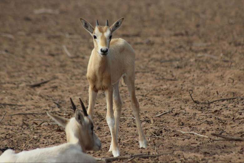Deux jolies gazelles