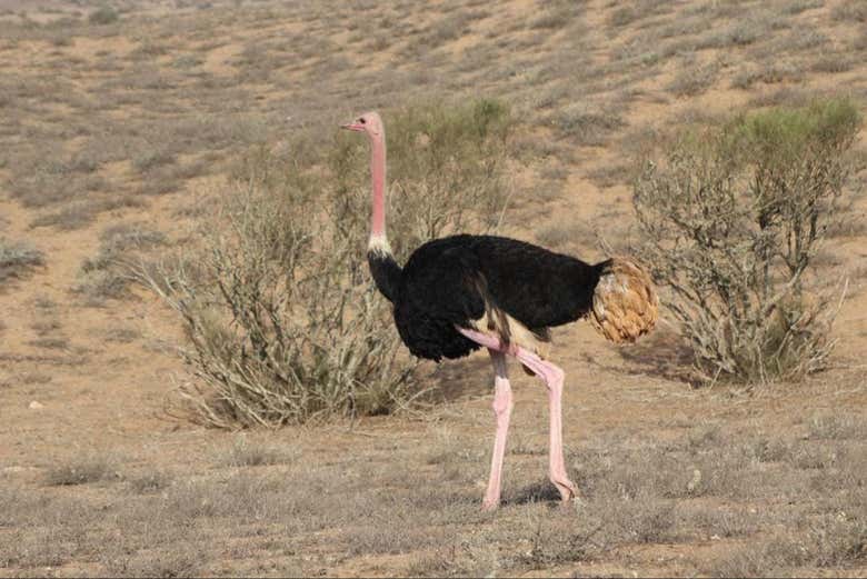 Une autruche dans la nature