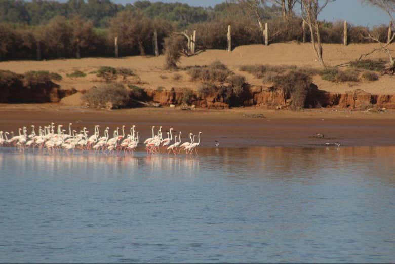 Flamants roses en liberté