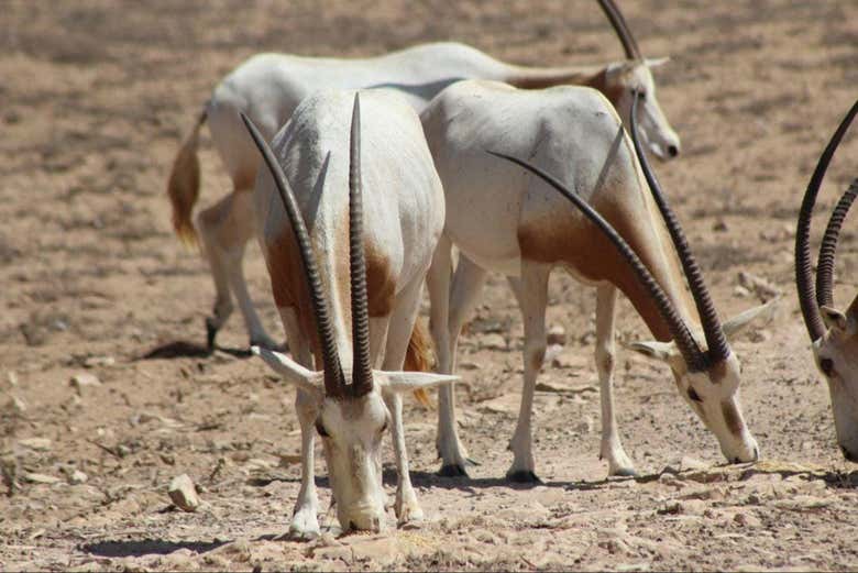 Admirez des oryx arabes