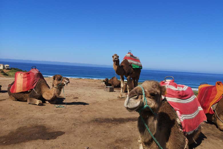 Ready for the camel ride