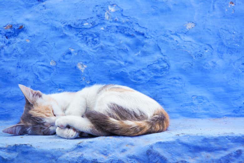 Chaton dormant à Chefchaouen