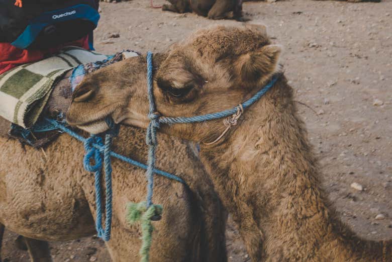 Camelo no deserto de Zagora