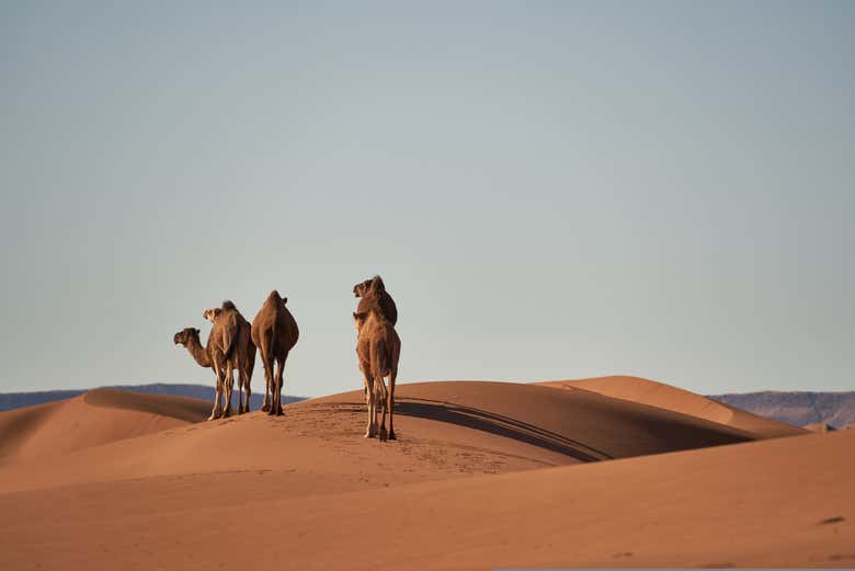 ¡Una experiencia inolvidable en el corazón del Sahara!