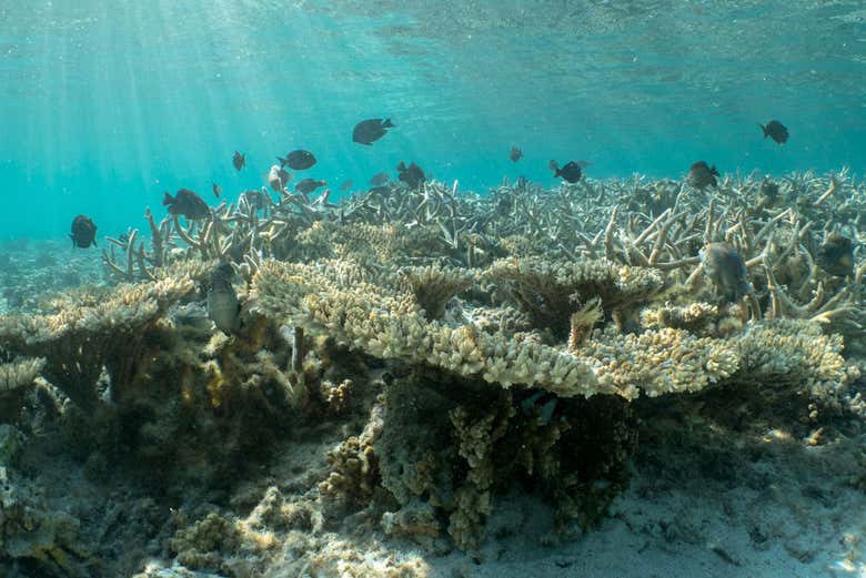 Arrecife de Isla Mauricio