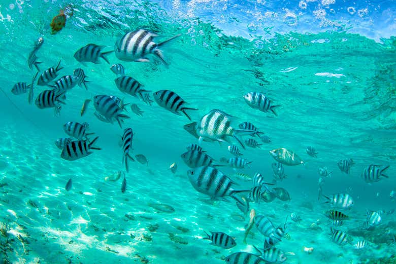 Fundo marinho das Ilhas Maurício