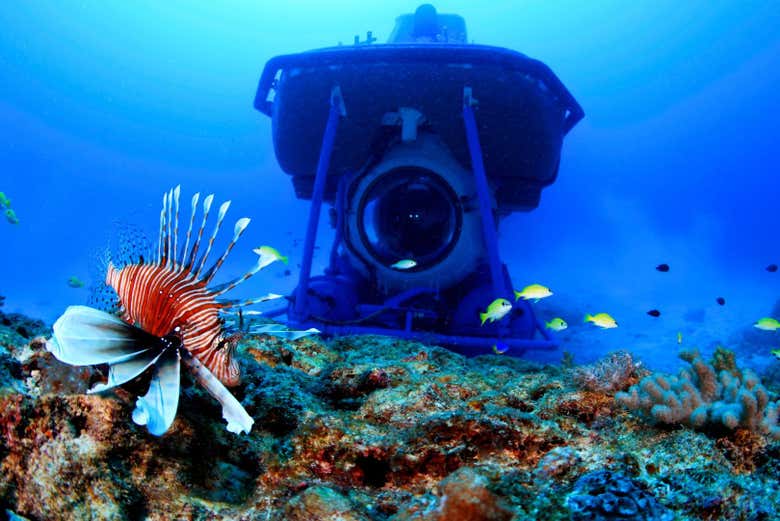 Peces nadando junto al submarino