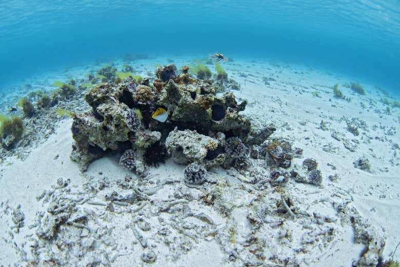 Découvrez les fonds marins de l'île Maurice
