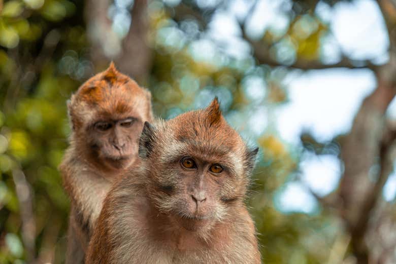 Singes dans le parc national des gorges de la Rivière-Noire