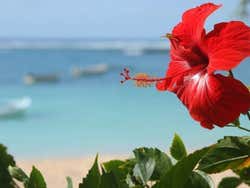 Hibiscus, una flor típica de la región