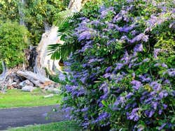 Jardim Botânico de Pamplemousses