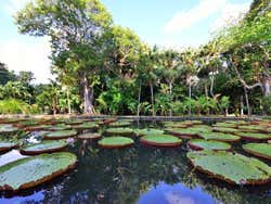 Jardim Botânico de Pamplemousses