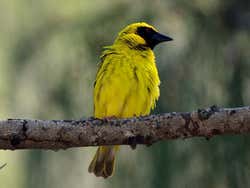 Precioso pájaro típico de Mauricio