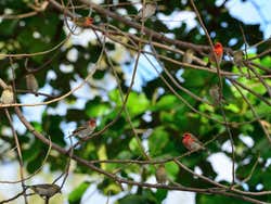 Pájaros típicos de la isla