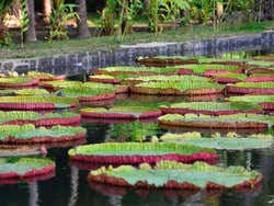 Jardim Botânico de Pamplemousses