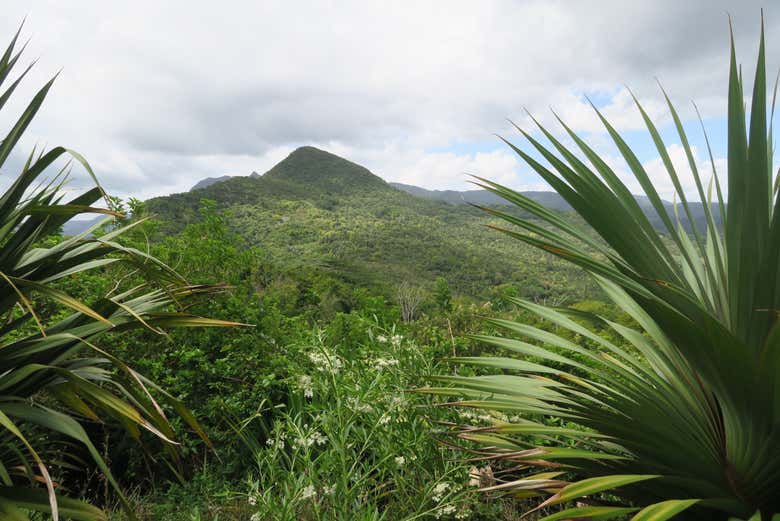 Vue panoramique sur la végétation de l'Ebony Forest