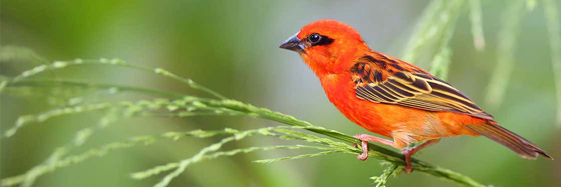 Flora y fauna de Isla Mauricio