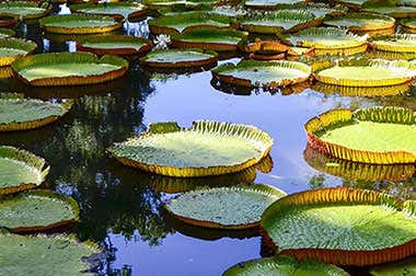 Jardim Botânico de Pamplemousses