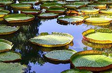 Jardim Botânico de Pamplemousses